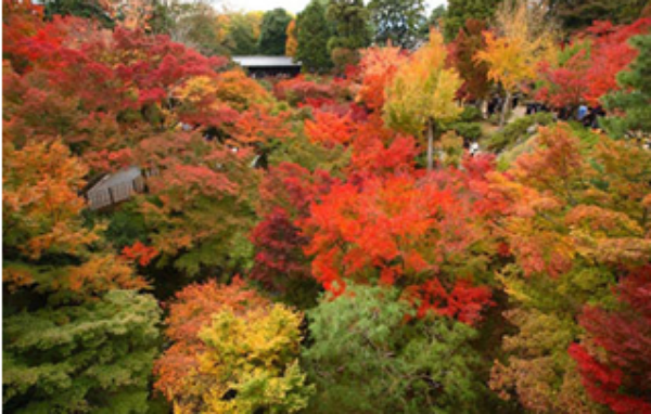 AUTUMN HUE1